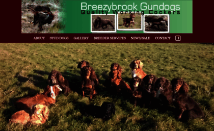 breezybrookgundogs.co.uk