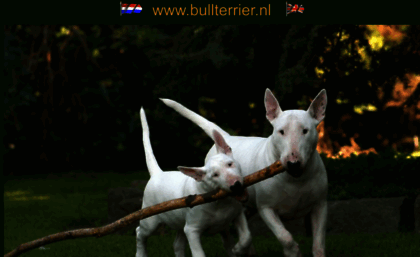 bullterrier.nl