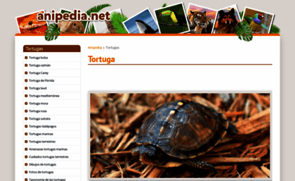 tortugas.anipedia.net